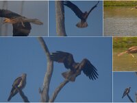 Whistling Kites