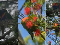 Noisy Rainbow Lorikeets on our arrival