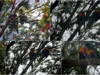 Noisy Rainbow Lorikeets on our arrival