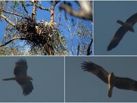 Whistling Kite pair