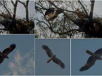 Whistling Kite pair