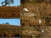 Cattle Egrets