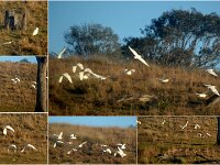 Cattle Egrets