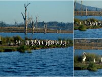 Wednesday morning,  Pelican/Cormorant classroom
