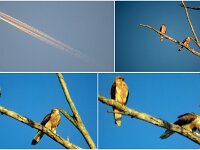 Whistling Kite pair